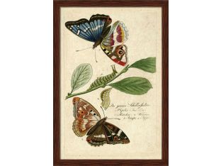 Papilio Grande 38W x 54.5H