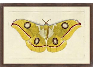 Naturalists Moth V 26W x 18H
