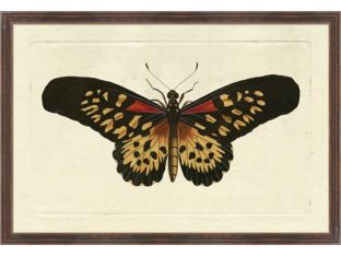 Naturalists Moth VI 26W x 18H