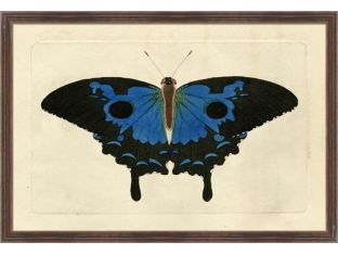Naturalists Moth VIII 26W x 18H