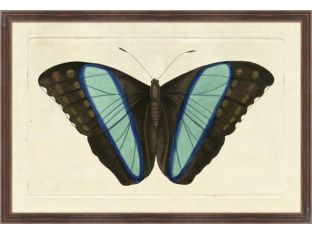 Naturalists Moth I 26W x 18H