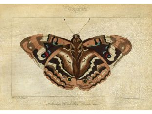 Crackled Canvas Moth IV 33W x 24H