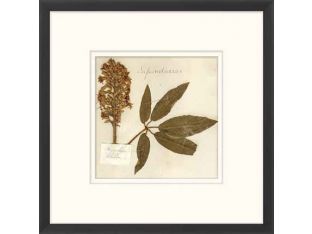 Napa Valley 1872 Herbarium XVII 22W x 22H