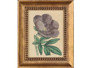 Antique Hand Colored Floral Peony Engraving 8.5W x 10.5H - Cleared Art