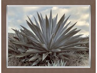 Giant Agave 20W X 16H