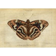 Crackled Canvas Moth IV 33W x 24H